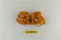藏品(拉氏清溪蟹)的圖片